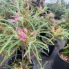 Spider Azalea Live Plant – Rhododendron stenopetalum – Pink Evergreen Shrub – #2 Container - Image 1