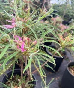 Spider Azalea Live Plant – Rhododendron stenopetalum – Pink Evergreen Shrub – #2 Container - Image 1