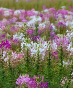 Spider Flower Seeds Mix - Cleome hassleriana - 100 Seeds - Pollinator Friendly - Image 2
