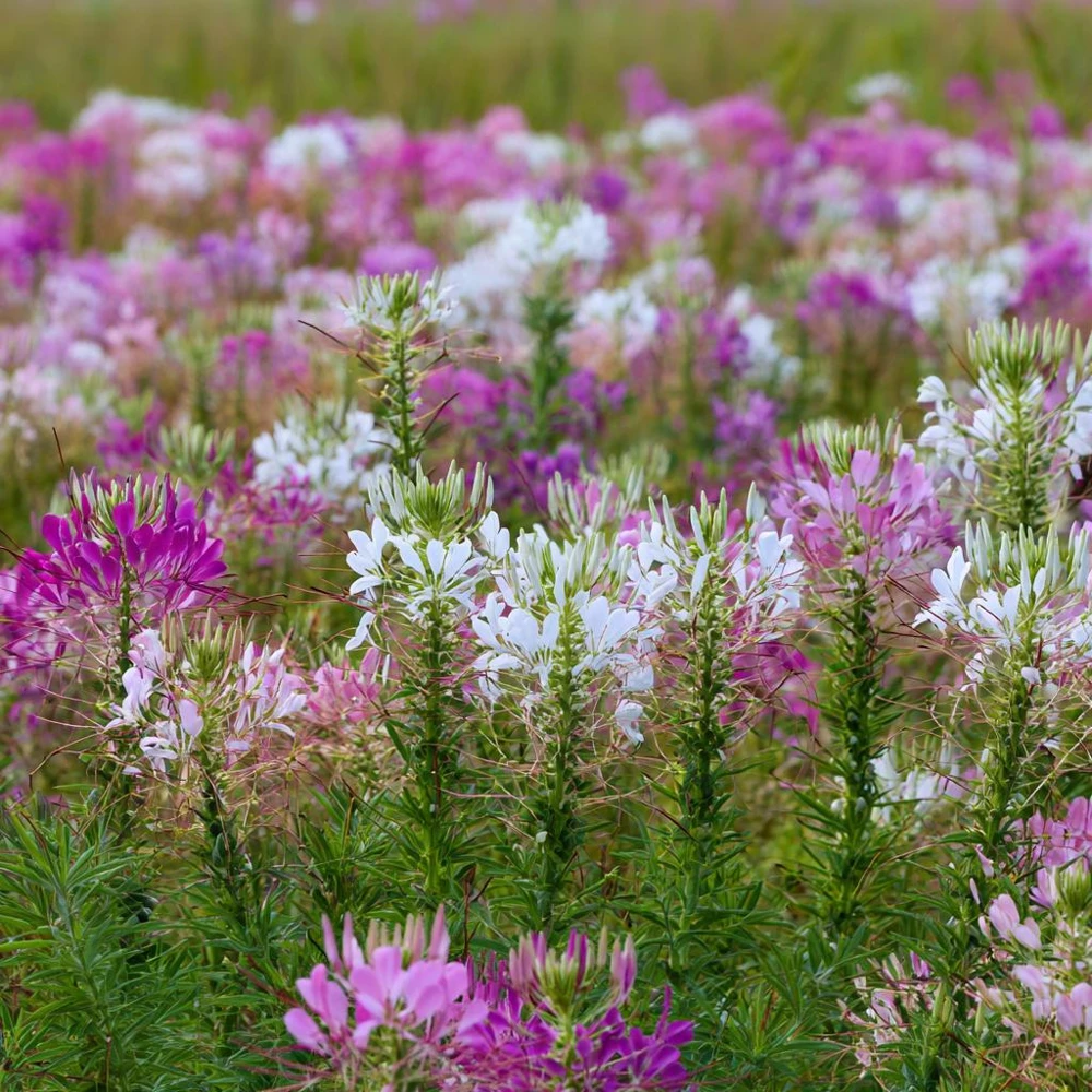 Spider Flower Seeds Mix - Cleome hassleriana - 100 Seeds - Pollinator Friendly - Image 2