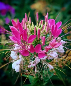 Spider Flower Seeds Mix - Cleome hassleriana - 100 Seeds - Pollinator Friendly - Image 3