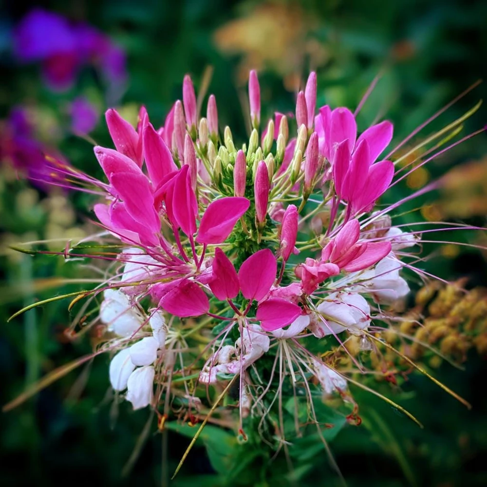 Spider Flower Seeds Mix - Cleome hassleriana - 100 Seeds - Pollinator Friendly - Image 3