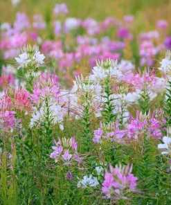 Spider Flower Seeds Mix - Cleome hassleriana - 100 Seeds - Pollinator Friendly - Image 4