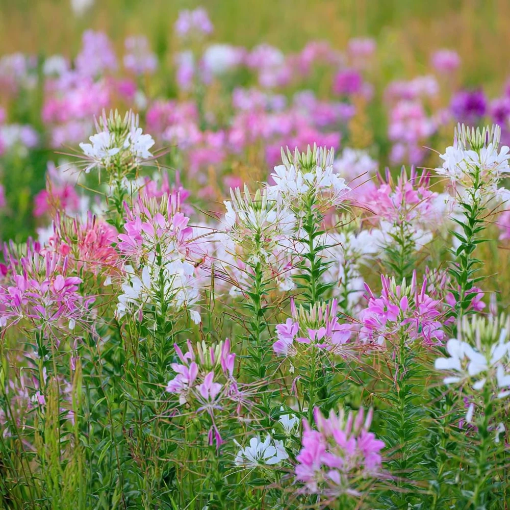 Spider Flower Seeds Mix - Cleome hassleriana - 100 Seeds - Pollinator Friendly - Image 4