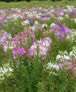 Spider Flower Seeds Mix - Cleome hassleriana - 100 Seeds - Pollinator Friendly - Image 5