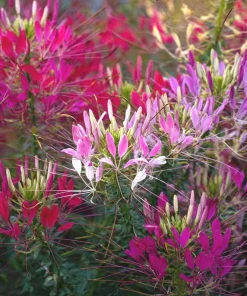 Spider Flower Seeds Mix - Cleome hassleriana - 100 Seeds - Pollinator Friendly - Image 1