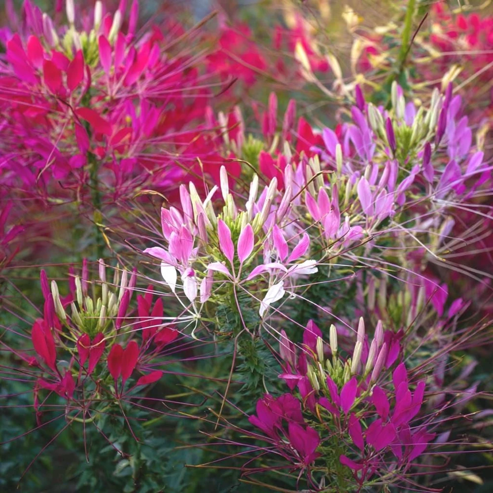 Spider Flower Seeds Mix - Cleome hassleriana - 100 Seeds - Pollinator Friendly - Image 1