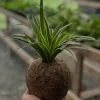 Spider Plant Kokedama Live Plant – Easy Care Indoor Houseplant - Image 1