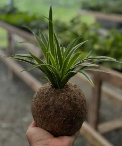 Spider Plant Kokedama Live Plant – Easy Care Indoor Houseplant - Image 1