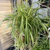Spider Plant Live Hanging Basket - Chlorophytum comosum Air Purifying Houseplant - Image 1