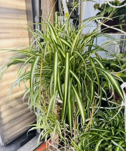 Spider Plant Live Hanging Basket - Chlorophytum comosum Air Purifying Houseplant - Image 1