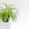 Spider Plant Live Plant - Chlorophytum comosum - Air Purifying Indoor Houseplant - Image 1