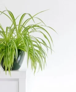 Spider Plant Live Plant - Chlorophytum comosum - Air Purifying Indoor Houseplant - Image 1