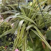 Spider Plant Live Plant – Potted Chlorophytum Comosum – Air Purifying Indoor Houseplant - Image 1