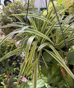 Spider Plant Live Plant – Potted Chlorophytum Comosum – Air Purifying Indoor Houseplant - Image 1