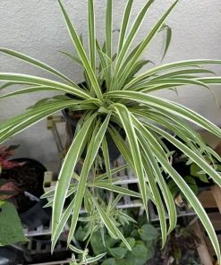 Spider Plant Live Plant - Potted Houseplant for Indoor Decor - Image 2