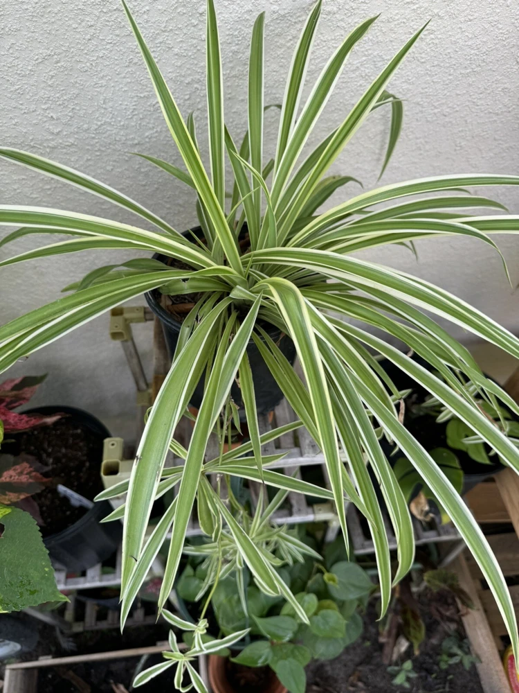 Spider Plant Live Plant - Potted Houseplant for Indoor Decor - Image 2