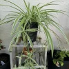 Spider Plant Live Plant - Potted Houseplant for Indoor Decor - Image 1