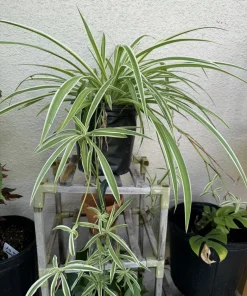 Spider Plant Live Plant - Potted Houseplant for Indoor Decor - Image 1