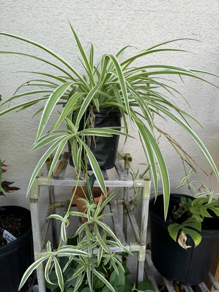 Spider Plant Live Plant - Potted Houseplant for Indoor Decor - Image 1