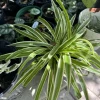 Spider Plant Live Plant – Potted Houseplant – Indoor Air Purifier - Image 1