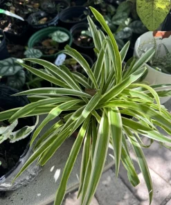 Spider Plant Live Plant – Potted Houseplant – Indoor Air Purifier - Image 1