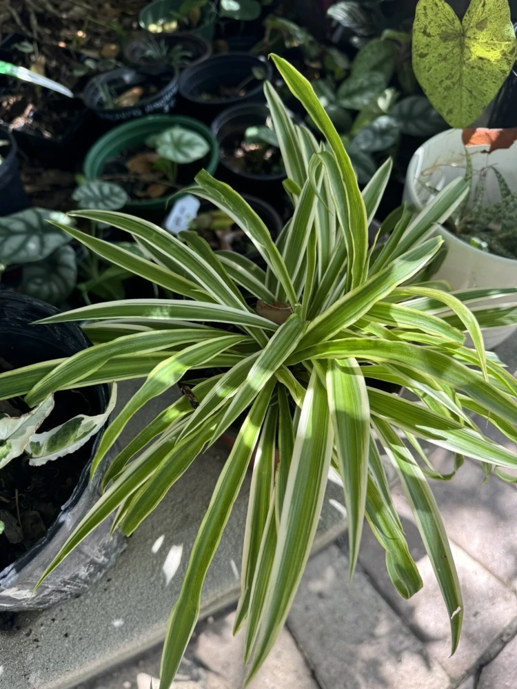 Spider Plant Live Plant – Potted Houseplant – Indoor Air Purifier - Image 1