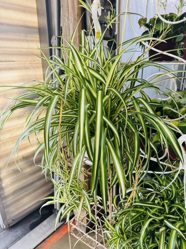 Spider Plant Live Plant - Trailing Indoor Houseplant Basket - Image 1