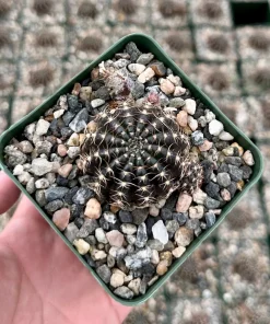 Spider Web Cactus Live Plant – Lobivia Arachnacantha in 3.5" Pot – Unique Indoor Cactus - Image 2