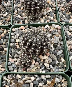 Spider Web Cactus Live Plant – Lobivia Arachnacantha in 3.5