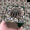 Spider Web Cactus Live Plant – Lobivia Arachnacantha in 3.5" Pot – Unique Indoor Cactus - Image 1