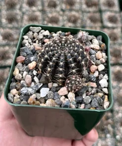 Spider Web Cactus Live Plant – Lobivia Arachnacantha in 3.5" Pot – Unique Indoor Cactus - Image 1