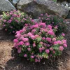 Spiraea Pink Flower Live Plant, 3 Gallon Container, Outdoor Shrub, Deer Resistant - Image 1