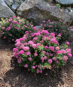 Spiraea Pink Flower Live Plant, 3 Gallon Container, Outdoor Shrub, Deer Resistant - Image 1
