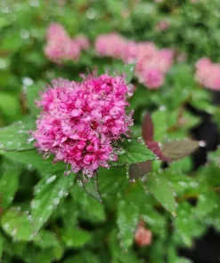Spiraea Pink Flower Live Plant, 3 Gallon Container, Outdoor Shrub, Deer Resistant - Image 2