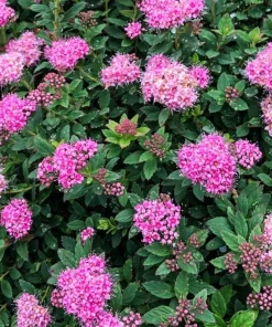 Spiraea Pink Flower Live Plant, 3 Gallon Container, Outdoor Shrub, Deer Resistant - Image 3