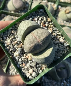 Split Rock Live Plant (Pleiospilos Nelii) - 3.5