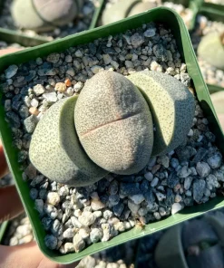 Split Rock Live Plant (Pleiospilos Nelii) - 3.5