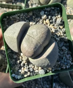 Split Rock Live Plant (Pleiospilos Nelii) - 3.5