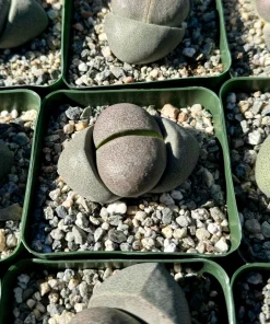 Split Rock Live Plant (Pleiospilos Nelii) - 3.5