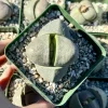 Split Rock Live Plant (Pleiospilos Nelii) - 3.5" Pot Succulent - Image 1