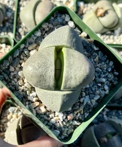 Split Rock Live Plant (Pleiospilos Nelii) - 3.5