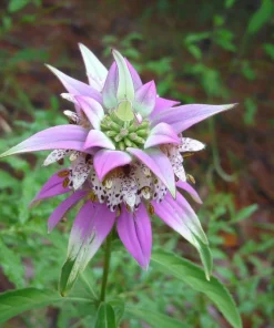 Spotted Bee Balm Seeds – Monarda Punctata Wildflower – 50 Seed Pack – Pollinator Attractor - Image 2