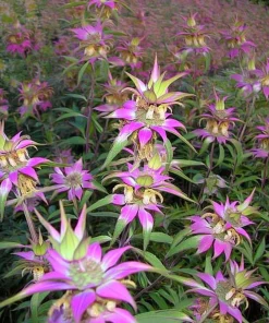 Spotted Bee Balm Seeds – Monarda Punctata Wildflower – 50 Seed Pack – Pollinator Attractor - Image 3