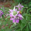 Spotted Bee Balm Seeds – Monarda Punctata Wildflower – 50 Seed Pack – Pollinator Attractor - Image 1