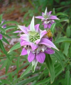 Spotted Bee Balm Seeds – Monarda Punctata Wildflower – 50 Seed Pack – Pollinator Attractor - Image 1