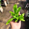 Staghorn Fern Live Plant - 2in or 4in Pot - Unique Indoor Epiphyte - Image 1