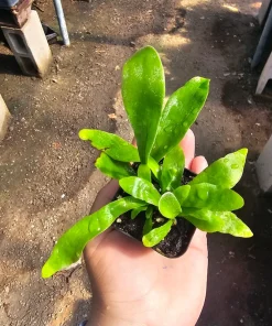 Staghorn Fern Live Plant - 2in or 4in Pot - Unique Indoor Epiphyte - Image 1