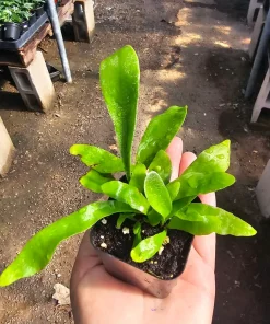 Staghorn Fern Live Plant - 2in or 4in Pot - Unique Indoor Epiphyte - Image 4
