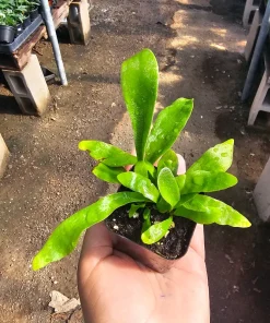 Staghorn Fern Live Plant - 2in or 4in Pot - Unique Indoor Epiphyte - Image 5